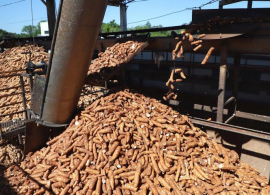 Paraná lidera produção nacional de mandioca com finalidade industrial
